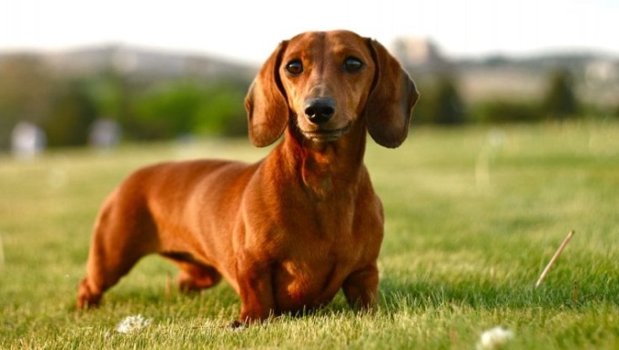 Acqui Terme, bottiglia obbligatoria per i proprietari dei cani