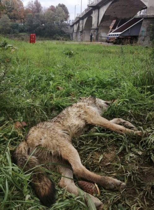 Trovato un lupo morto sotto il ponte sull’Orba