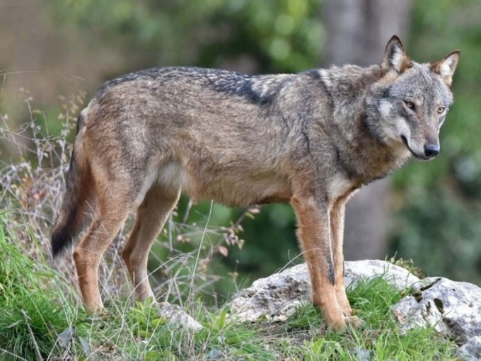 Valle d’Aosta: approvato protocollo per la gestione del lupo. Può anche essere abbattuto