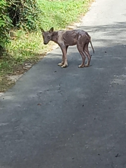 Allarme lupi a Fubine, spariscono gatti e i cittadini si chiudono in casa