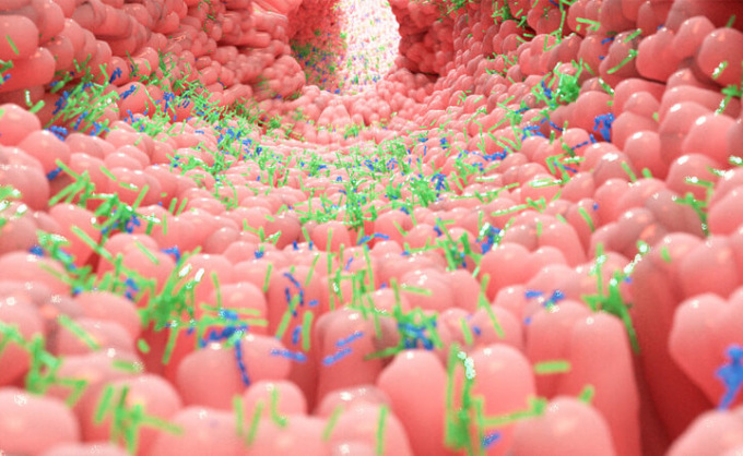 Trapianto di microbiota intestinale, all’Azienda Ospedaliera di Alessandria effettuati 5 interventi perfettamente riusciti