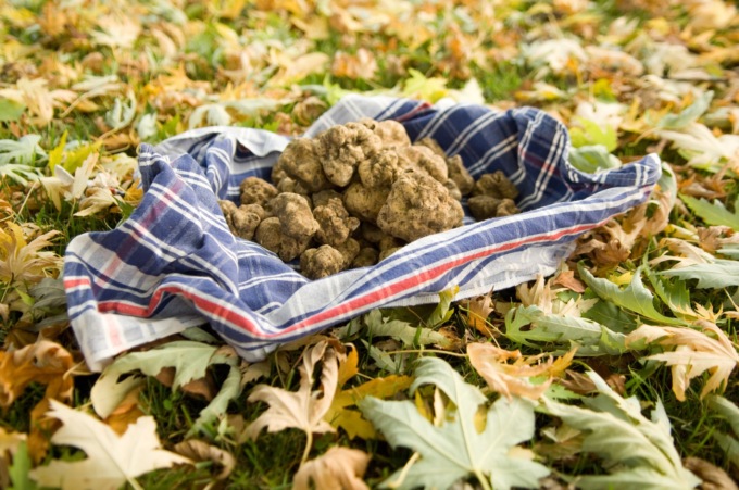 Profumo di Piemonte: Bergamasco taglia il quarto di secolo per l’eccellenza tartufo