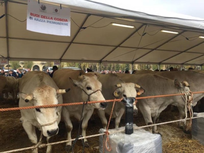 Nizza Monferrato, domenica 4 dicembre continua l’antica tradizione della Fiera del bue grasso