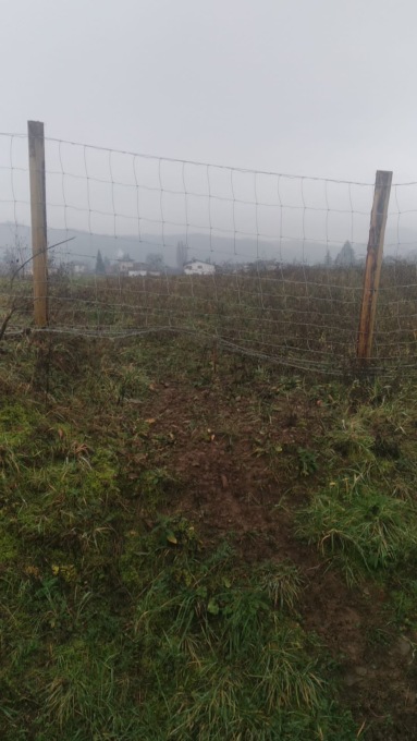 Peste suina, continuano i danni da parte dei cinghiali