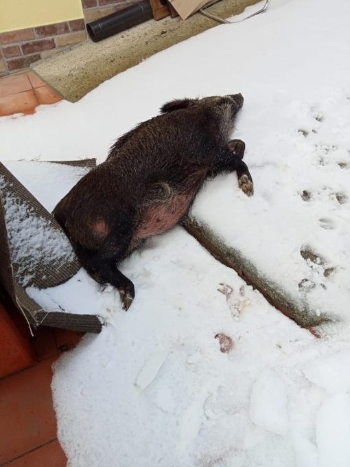 Peste suina africana, primo caso a Pareto: salgono a 206 i casi totali in Piemonte e Liguria