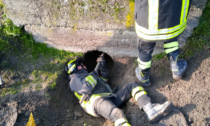 Cane incastrato in un tubo: salvato dai pompieri a Villanova Monferrato
