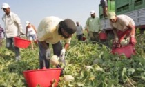 Migranti, consolidamento e riconferma delle quote, oltre la metà in agricoltura