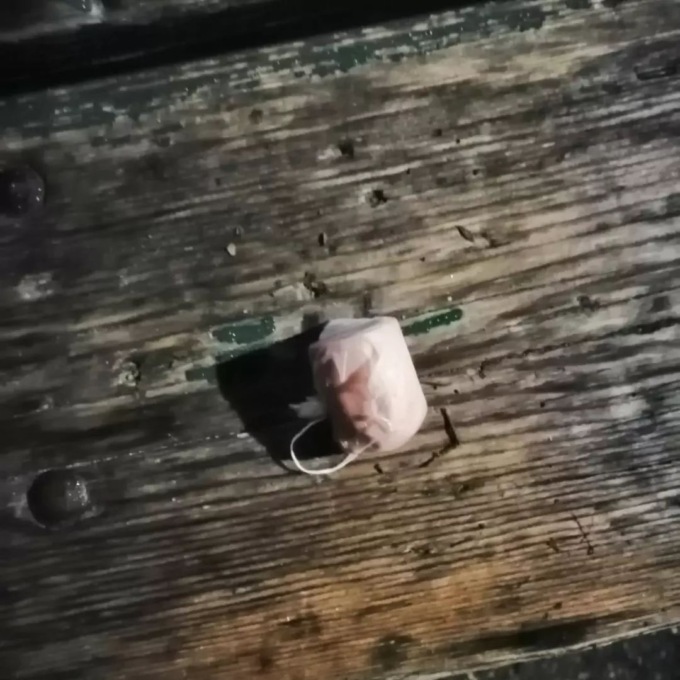 Torino, trovati dei bocconi avvelenati nelle aree cani: scatta l’allarme sui social