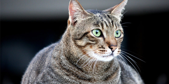 Trentacinque anni di Festa nazionale del gatto, “uno di famiglia”