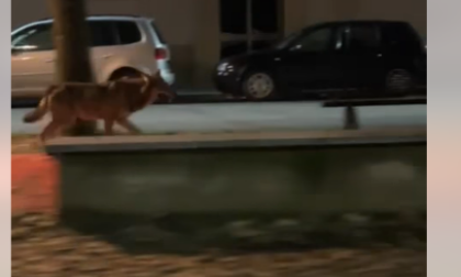 Avvistato un lupo che "passeggiava" in viale Rimembranza a Novi Ligure