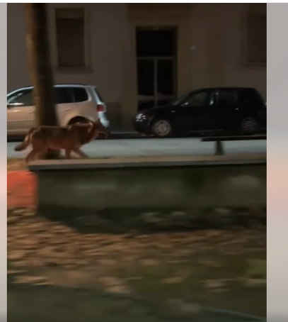 Avvistato un lupo che “passeggiava” in viale Rimembranza a Novi Ligure