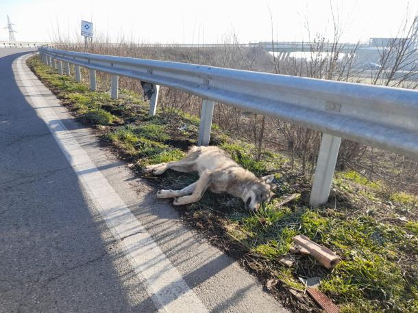 Investito un lupo lungo la strada tra Astuti e Quargnento