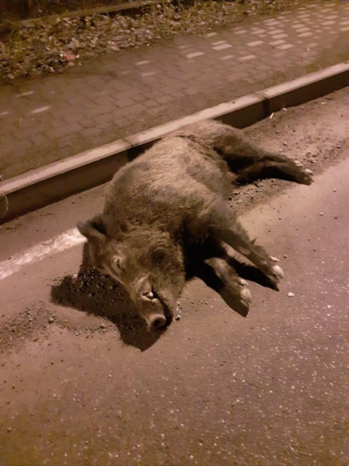 Novi Ligure, trovato un cinghiale senza vita in mezzo alla strada