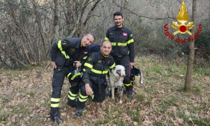 Genova: vigili del fuoco salvano un cane rimasto bloccato in fondo ad una scarpata