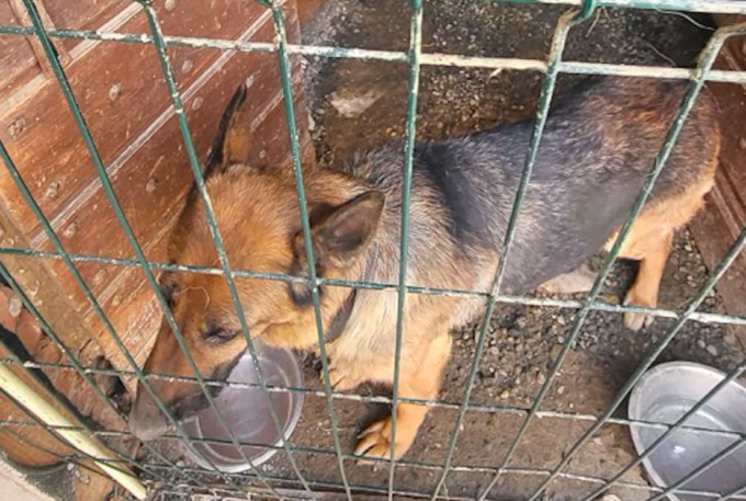Una nuova vita per Maia, salvata dalle guardie zoofile dell’Oipa