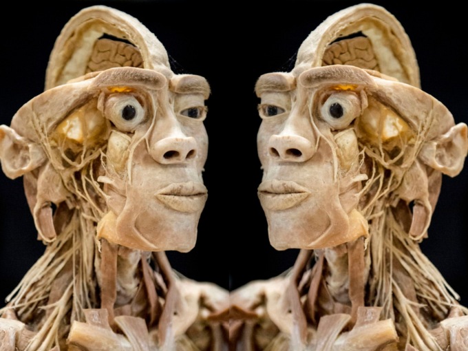 La mostra itinerante “Real Human Bodies” in arrivo ad Alessandria