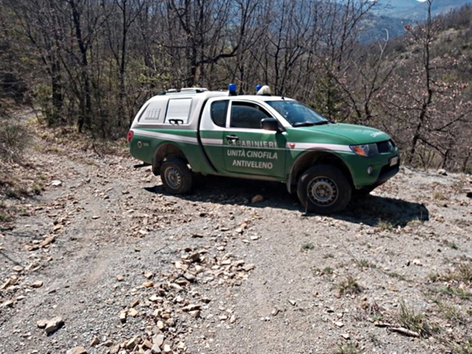 Trovati quattro lupi senza vita: indagini in corso per capire se siano stati avvelenati