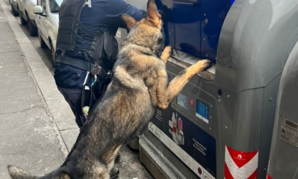<strong>Cane antidroga scova stupefacente in un cassonetto a Torino</strong>