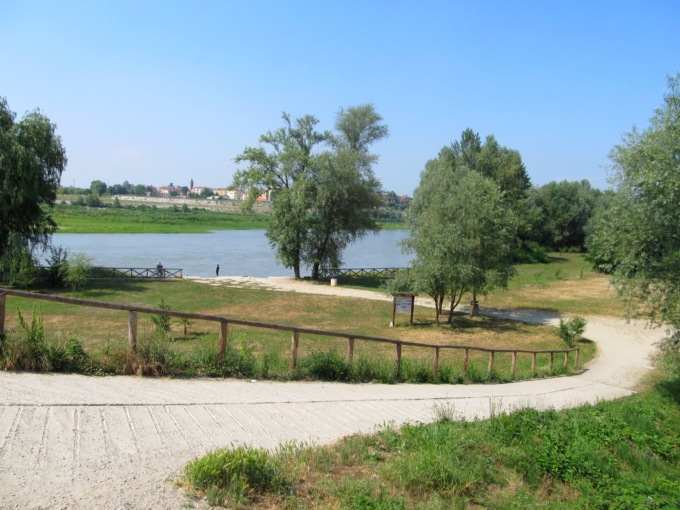 A Casale Monferrato invasione di chironomidi, il Comune rassicura: “Non si tratta di zanzare”