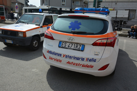 Al via l’utilizzo di ambulanze veterinarie per domestici e selvatici