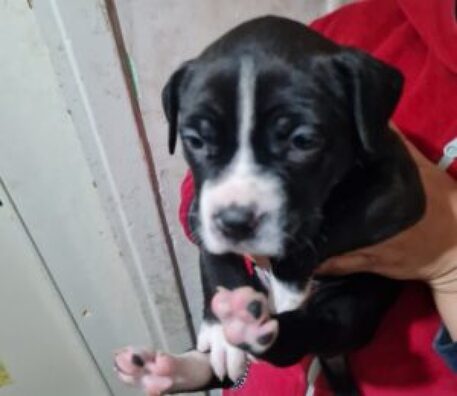 Cuccioli venduti illegalmente tramite il web: indagini in corso