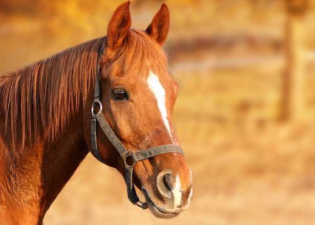 Morto in un incidente il cavallo di una carrozza turistica nel torinese, OIPA: “E’ tempo di vietarle in tutta Italia”