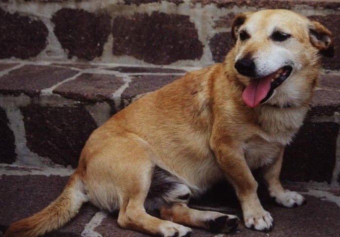 Genova, donna aggredita dal suo cane nella scorsa nottata