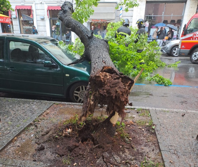Caduto albero in corso Crimea ad Alessandria: strada chiusa al traffico