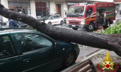 Cade albero in centro ad Alessandria: un'auto danneggiata
