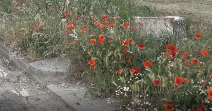 Le nostre inchieste: Litta Parodi, dove i marciapiedi sono campi di papaveri