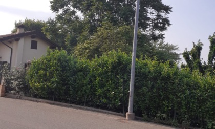 Alessandria, albero pericoloso in via Giordano Bruno: la segnalazione di un cittadino