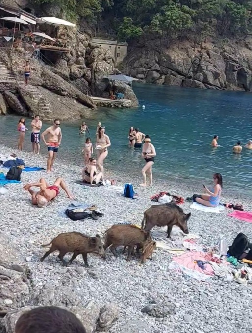 Nella spiaggia di San Fruttuoso di Camogli i cinghiali fanno visita ai bagnanti