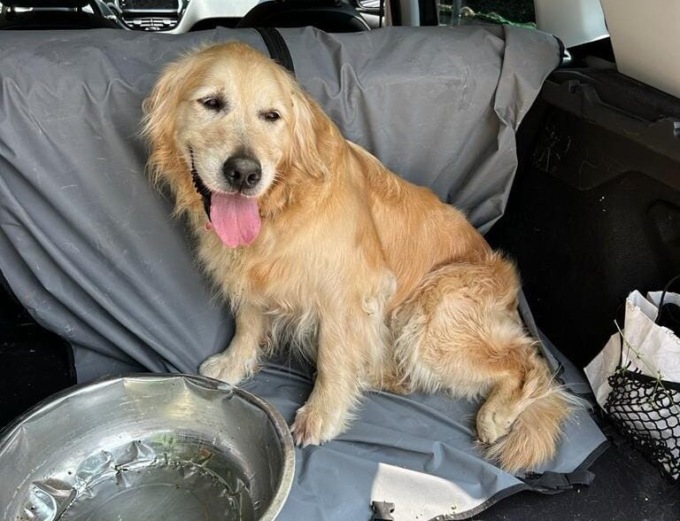 Pecetto, ritrovato golden retriever smarrito nella scorsa nottata