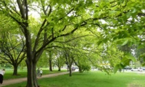 Emergenza climatica e smog, Coldiretti: "Servono nuovi alberi in città"
