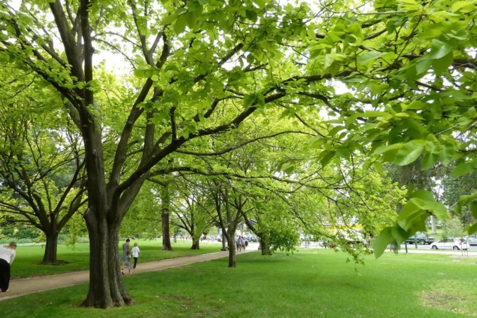 Emergenza climatica e smog, Coldiretti: “Servono nuovi alberi in città”