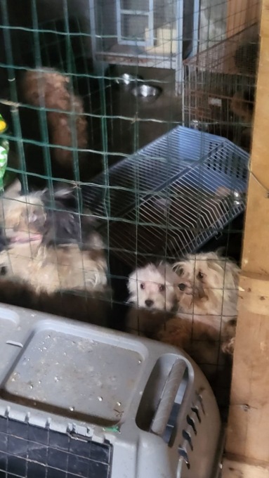 21 cani tenuti in uno scantinato fatiscente, ma non erano da soli: in cortile anche 8 gatti, 7 galline, 2 conigli e un pappagallo