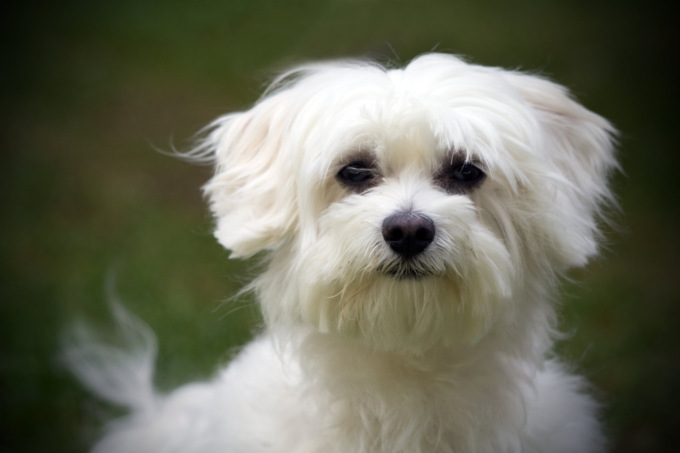 Alimentazione per cane Maltese: tutto quello che bisogna sapere