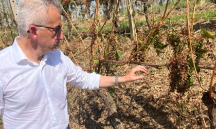 Regione Piemonte: visita alle aziende del Roero e la Langa Cuneese dopo la grandinata