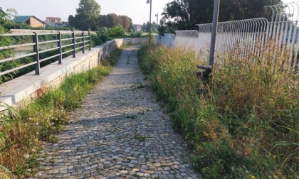 Erba altra lungo la passeggiata tra il ponte Tiziano e Meier: la segnalazione di un cittadino