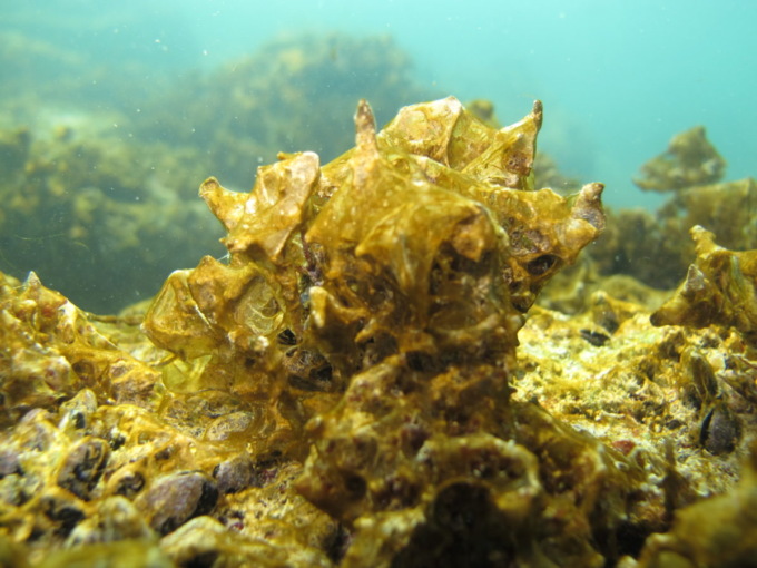 Le raccomandazioni di Asl3 sulla fioritura dell’alga marina ostreopsis ovata