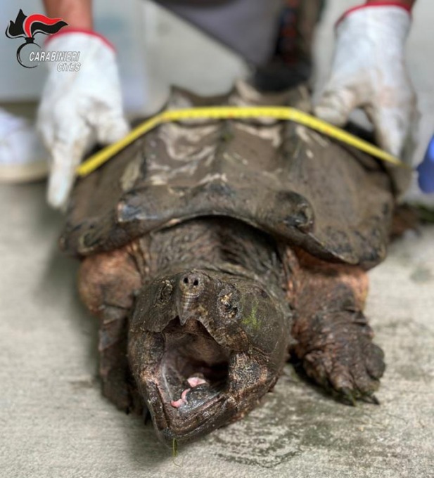 Torino, sequestrato esemplare di testuggine alligatore abbandonato