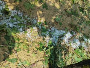 Maltempo, la grandine ha danneggiato diversi vigneti