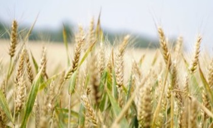 Grano, Coldiretti: "Si specula sulla fame. Il grano viene sottopagato agli agricoltori il 30% in meno rispetto allo scorso anno"