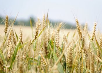 Prezzo grano troppo basso: terza settimana di protesta degli agricoltori Cia e Confagricoltura