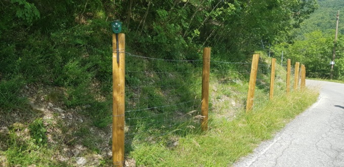 Peste suina africana, tra caccia bloccata e una rete incompleta