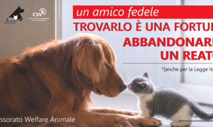 Alessandria: una campagna per sensibilizzare contro l'abbandono degli animali