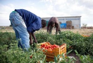 Decreto flussi, Coldiretti: “Servono stagionali in vista della vendemmia”