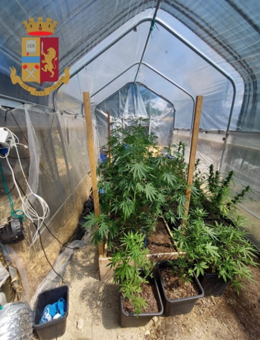 Usavano tre cani da guardia per proteggere le serre di marijuana: 4 arresti a Tortona