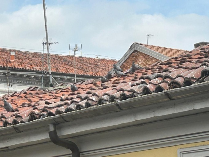 Alessandria invasa dai piccioni, cittadini esasperati