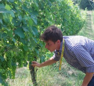 Vendemmia, Coldiretti: “Nonostante la variabilità meteo si attende una buona qualità e quantità”